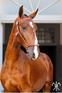 Photo cheval a vendre SAPHIR DE LA GESSE